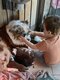 Magnifiques chiots Berger Australien