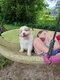 Magnifiques chiots Berger Australien