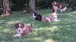 Magnifiques chiots Berger Australien