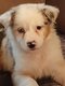 Magnifiques chiots Berger Australien