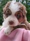 Magnifiques chiots Berger Australien