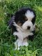 Magnifiques chiots Berger Australien