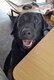 Magnifique femelle labrador noire à donner