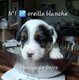 Jack Russell poils longs