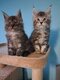 Chatons maine coon