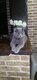 Adorable British Shorthair