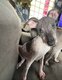 Chiot Xolocuinthe standard