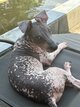 Chiot Xolocuinthe standard