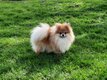 Femelle Spitz nain pomeranien Pedigree...