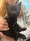 Adorable petit chaton noir à donner