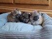 Chiots femelles Spitz taille naine