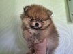 Chiot femelle Spitz nain pomeranien Pedigree...