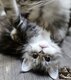 Chatons maine coon