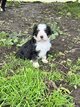 Bernedoodle ultra magnifique