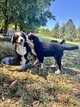 Bernedoodle...