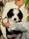 Bernedoodle...
