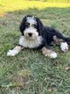 Bernedoodle