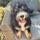Bernedoodle
