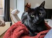 Satine, femelle européenne 2 ans, à donner