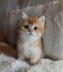 British shorthair Golden et Blue Golden