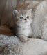 British shorthair Golden et Blue Golden