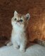 British shorthair Golden Copper  ✨️