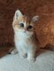 British shorthair Golden et Blue Golden