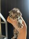 Magnifique chatons disponible à la réservation