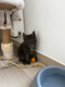 Magnifique chatons disponible à la réservation