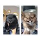 Chiots, spitz petit , élevé en famille