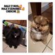 Chiots, spitz poméranien , élevé en...