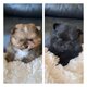 Chiots, spitz petit , élevé en famille