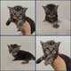Maine Coon disponible a la réservation