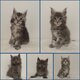 Maine Coon disponible a la réservation