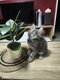 Maine Coon disponible a la réservation