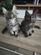 Maine Coon disponible a la réservation