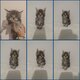Maine Coon disponible a la réservation