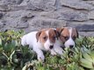 Chiots Jack Russell de la ferme du Batis