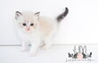 Ragdolls bicolors
