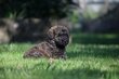 Chiots Bouvier des Flandres par Volga x Grizzly,...