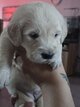 Chiots Golden Retriever disponible