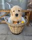 Chiots Golden Retriever disponible