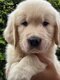 Chiots Golden Retriever disponible