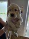 Chiots Golden Retriever disponible