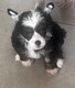 Chien chinois