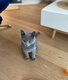Magnifiques Chatons chartreux disponibles juin