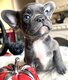 Bouledogue français