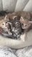 Maincoon pedigree World Champion