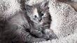 Maincoon pedigree World Champion