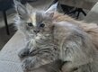 Maincoon pedigree World Champion